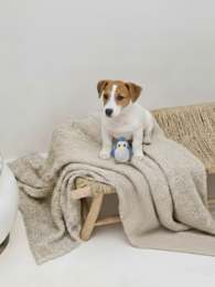 COMPAÑERO. Juguete de cuero para perros "Pequeño Pingüino"
