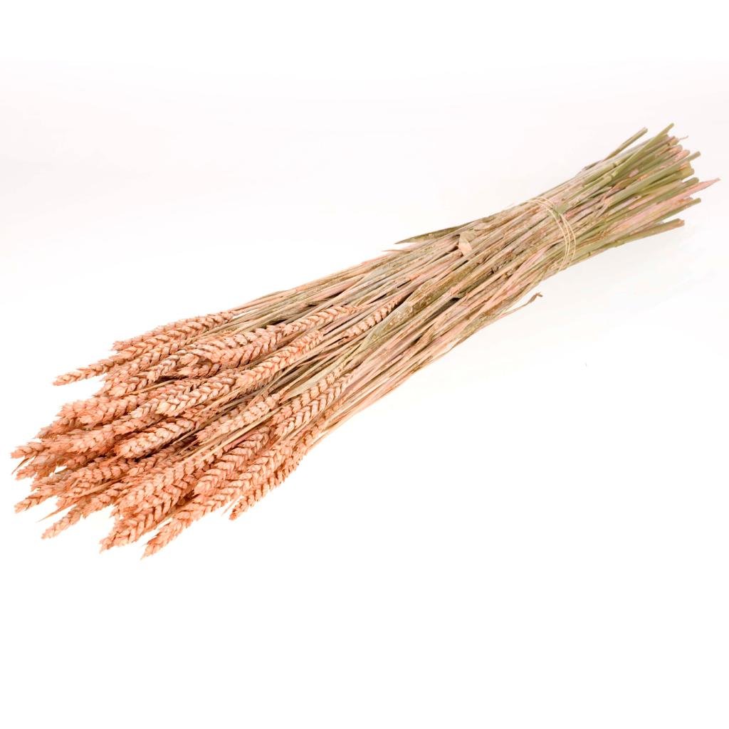 Wheat, approx. 150g, 60-65cm, limed apricot