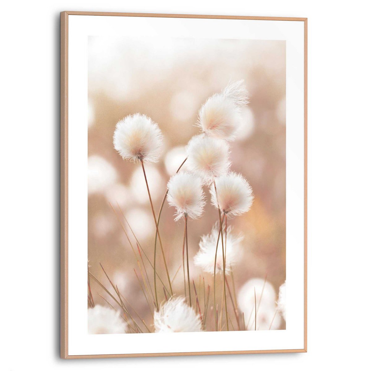 Gerahmtes Bild Slim Frame Cotton Pops 40x30
