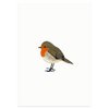 Postkarte | Robin