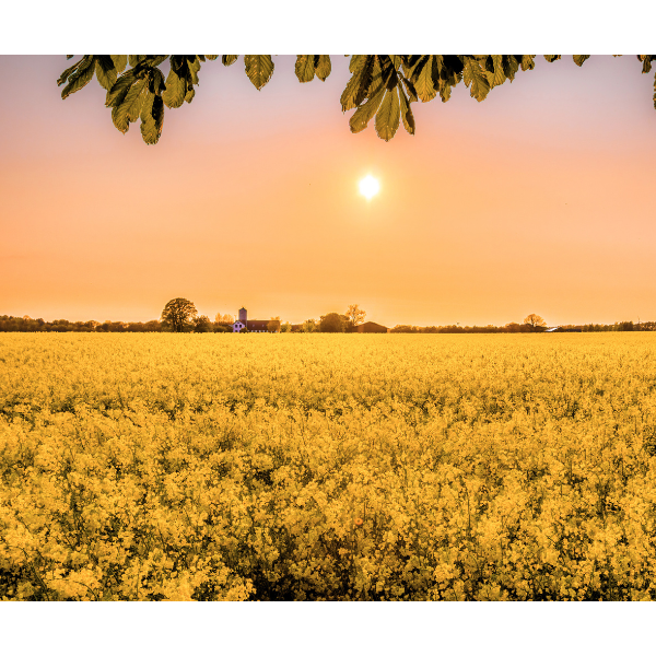 100% Local Organic Virgin Rapeseed Oil • 5L