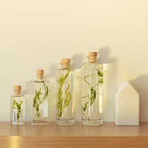 Das Herbarium – Unterwasserpflanze Wasseralgen