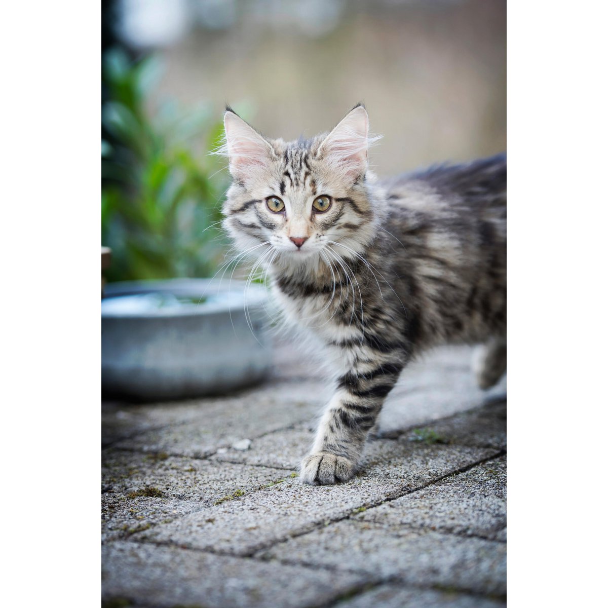 ROCKY - elegante ciotola per cani e gatti
