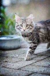 ROCKY - elegant skål til hunde og katte