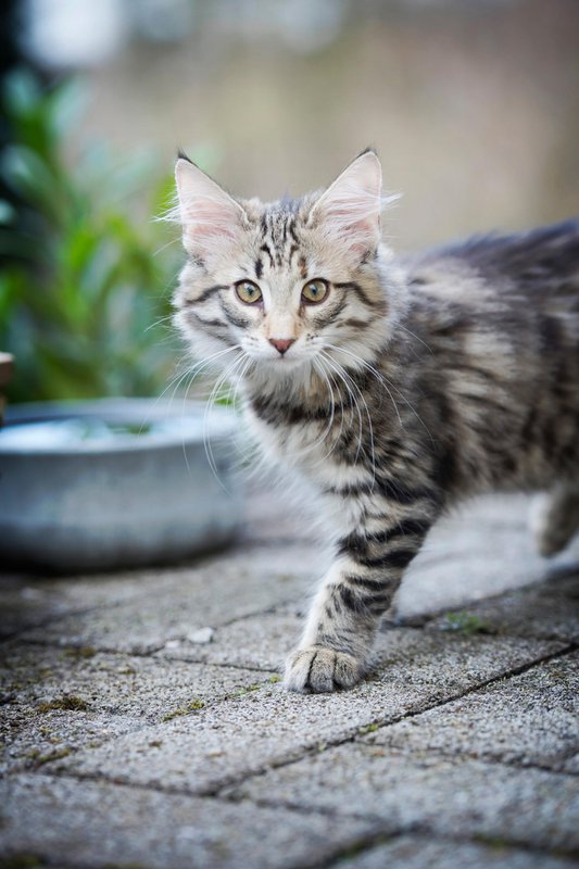 ROCKY - elegant skål til hunde og katte