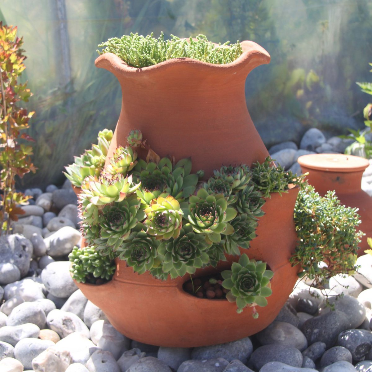 aardbeien boom