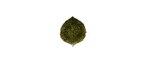 Hortensiablad 17 cm Riviera Forest