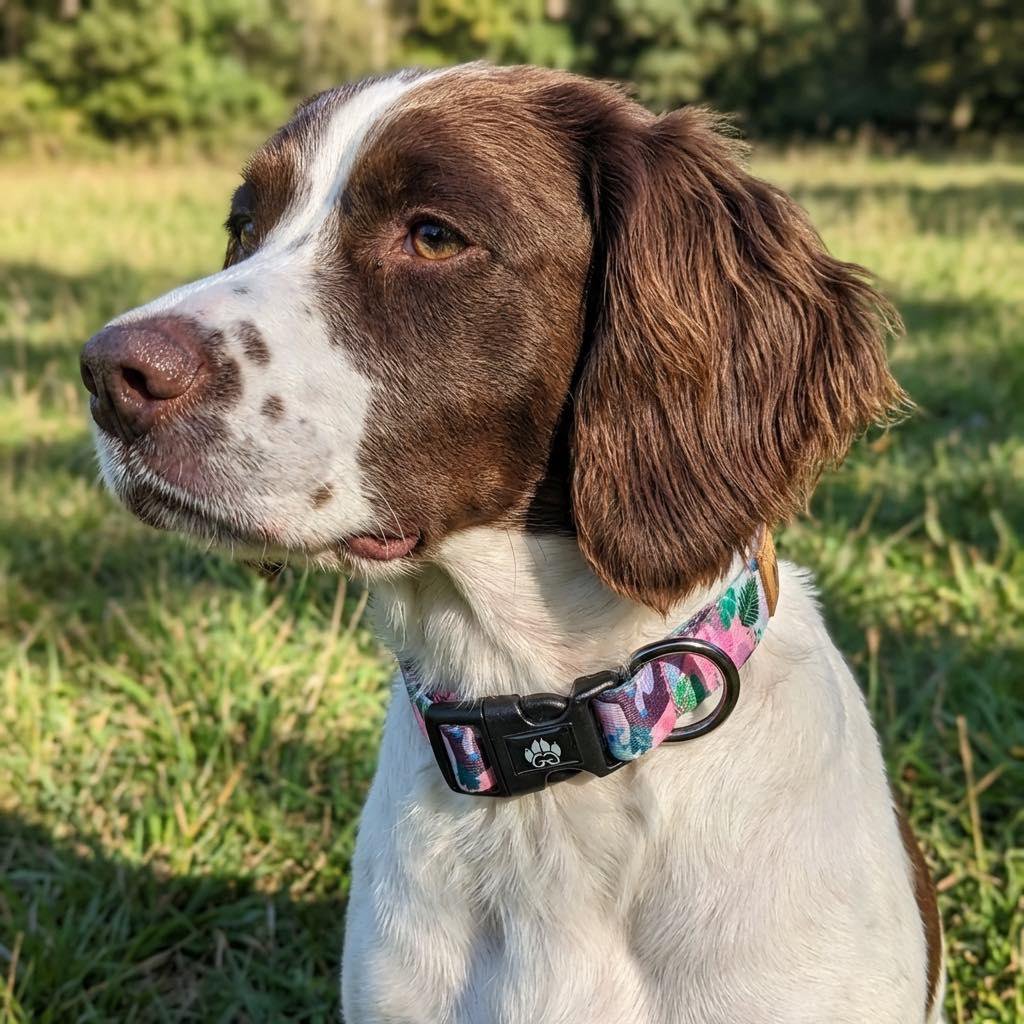 Collana per cani Cactus