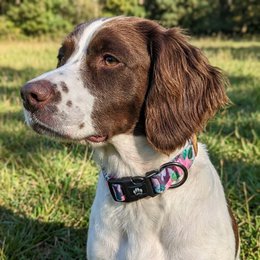 Collier pour chien Cactus