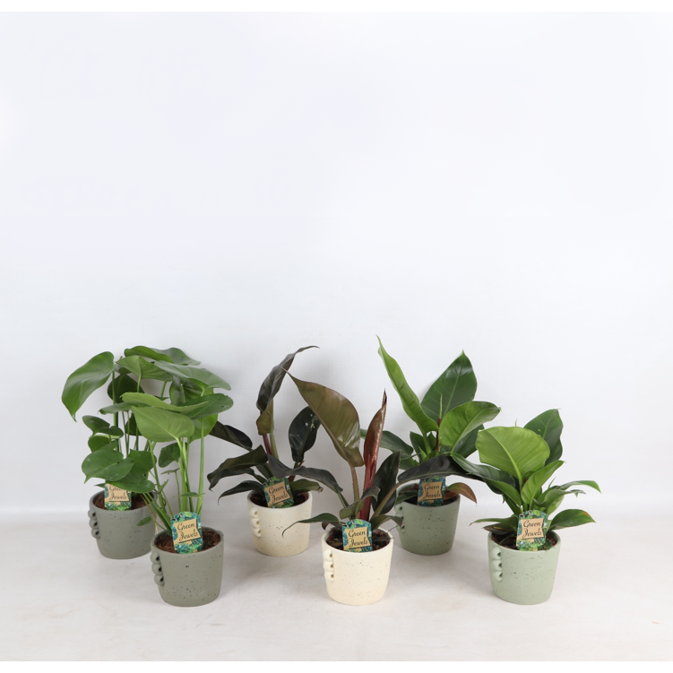 Tropical Mix Neutral w ceramice Dione s. 14