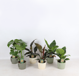 Tropical Mix Neutral i Dione keramik p14