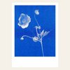 Risographie Postkarte – Anemone – DIN A6