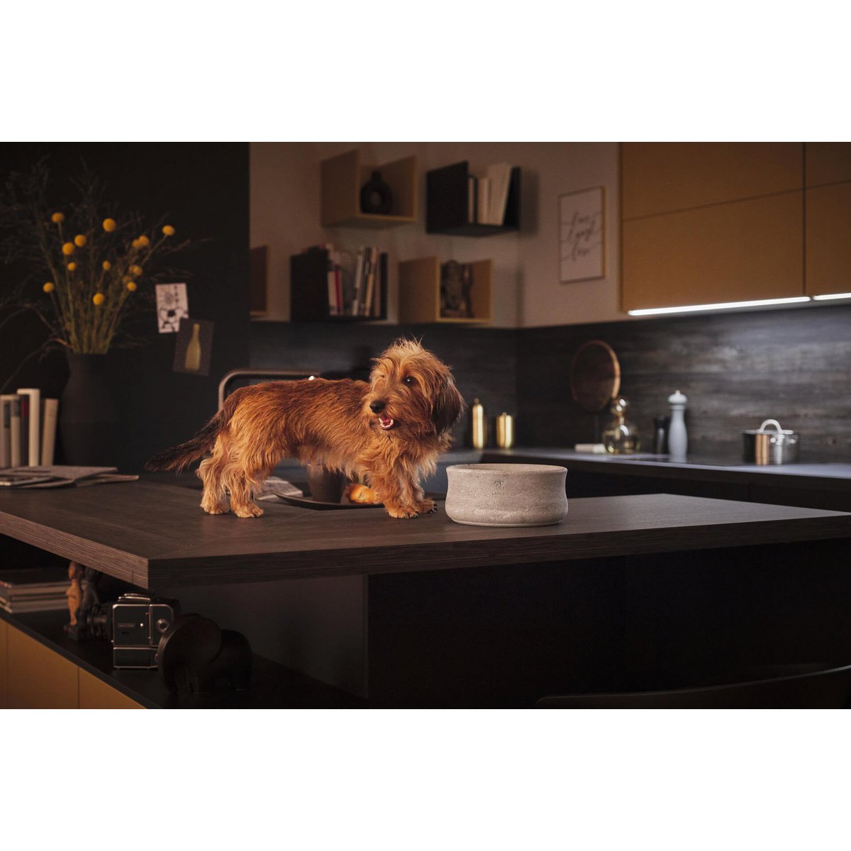 ROCKY - elegante ciotola per cani e gatti