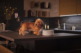 ROCKY - elegant skål til hunde og katte
