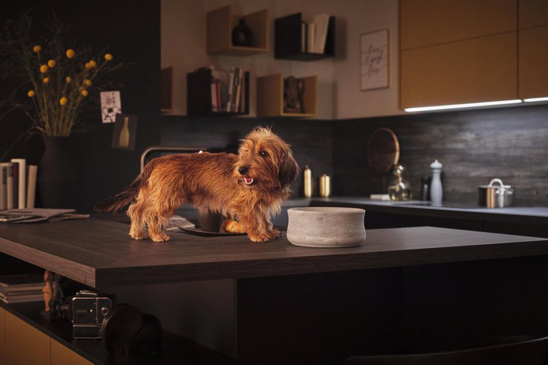 ROCKY - elegant skål til hunde og katte