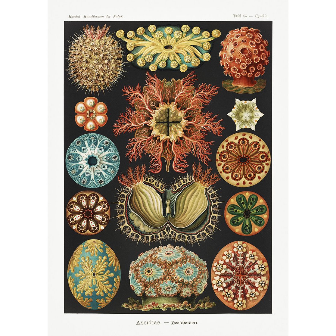 Poster Ernst Haeckel - Ascidiae