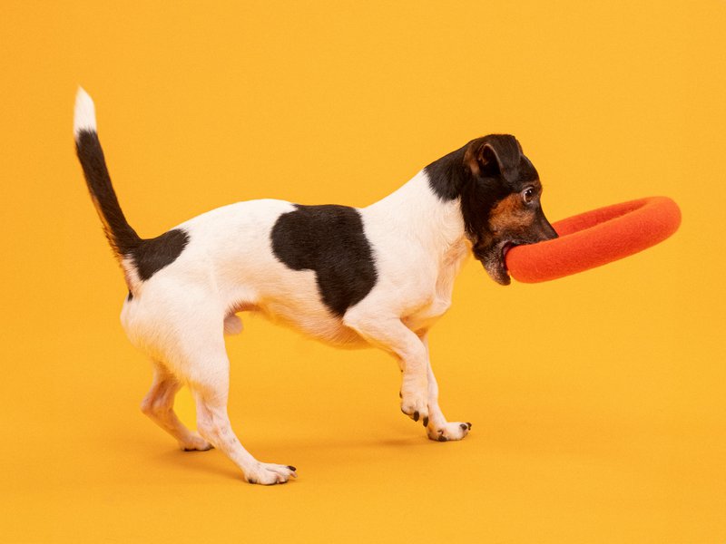 Mats Hundespielzeug - Ring