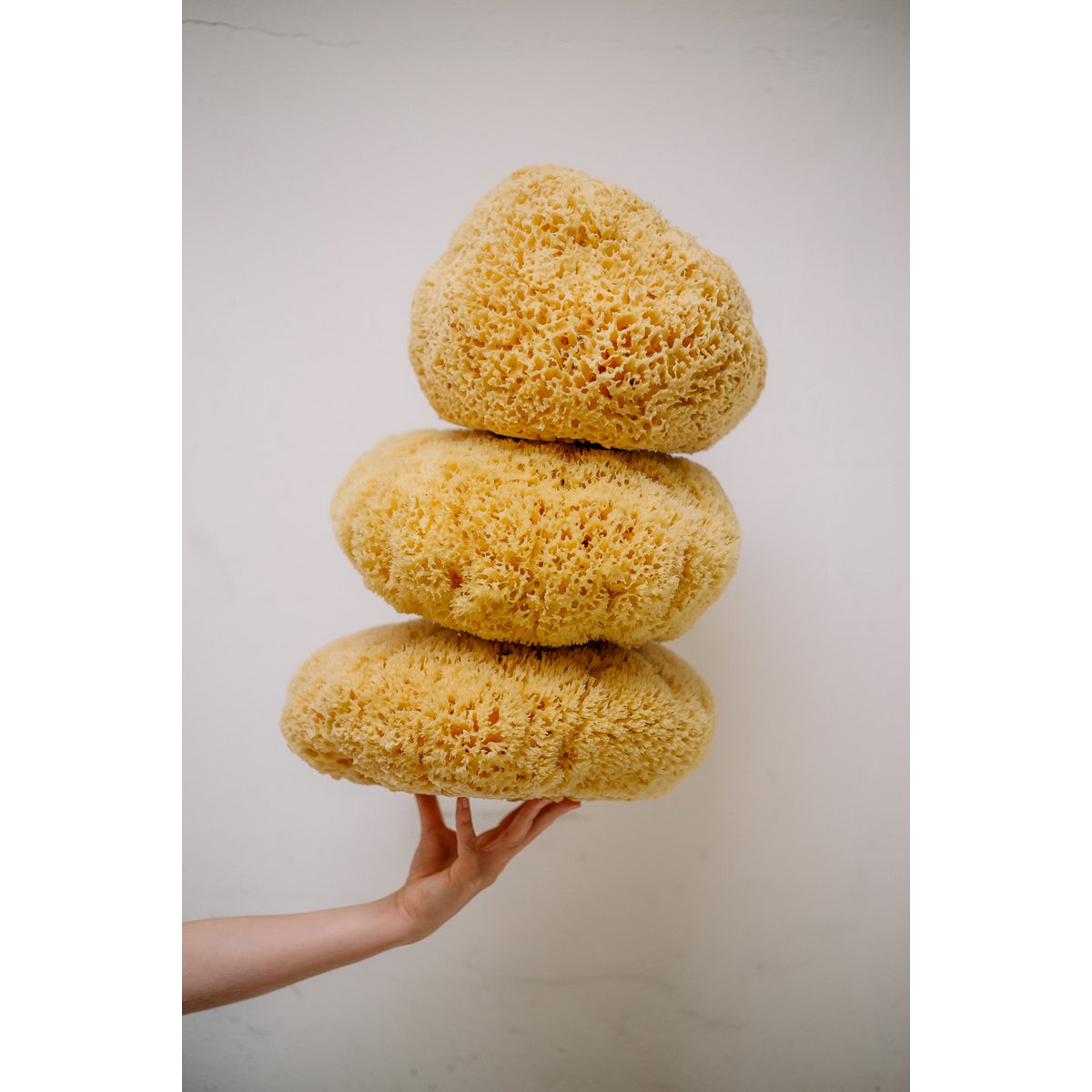 Natural sea sponge for bath and baby