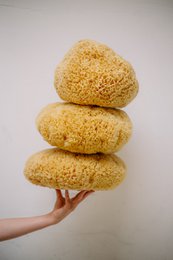 Natural sea sponge for bath and baby