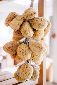 Natural sponge hanging bouquet for window and store, 36 sponges