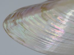Mother-of-pearl shell - Kupang 23-24 cm