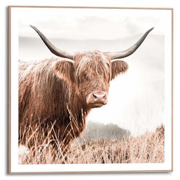 Maleri Slim Frame Highlander 50x50