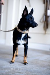 Luxury leather dog collar with name tag - Classic - Green