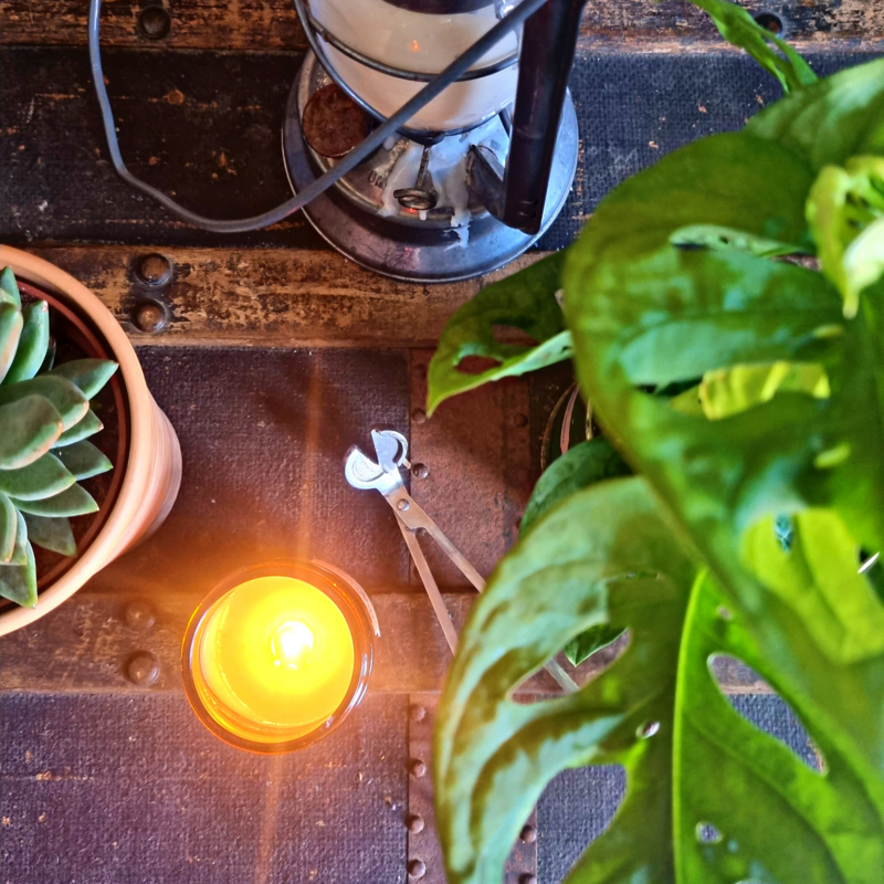 Thailand Jade Orchid and Lotus Blossom Travel Vegan Candle