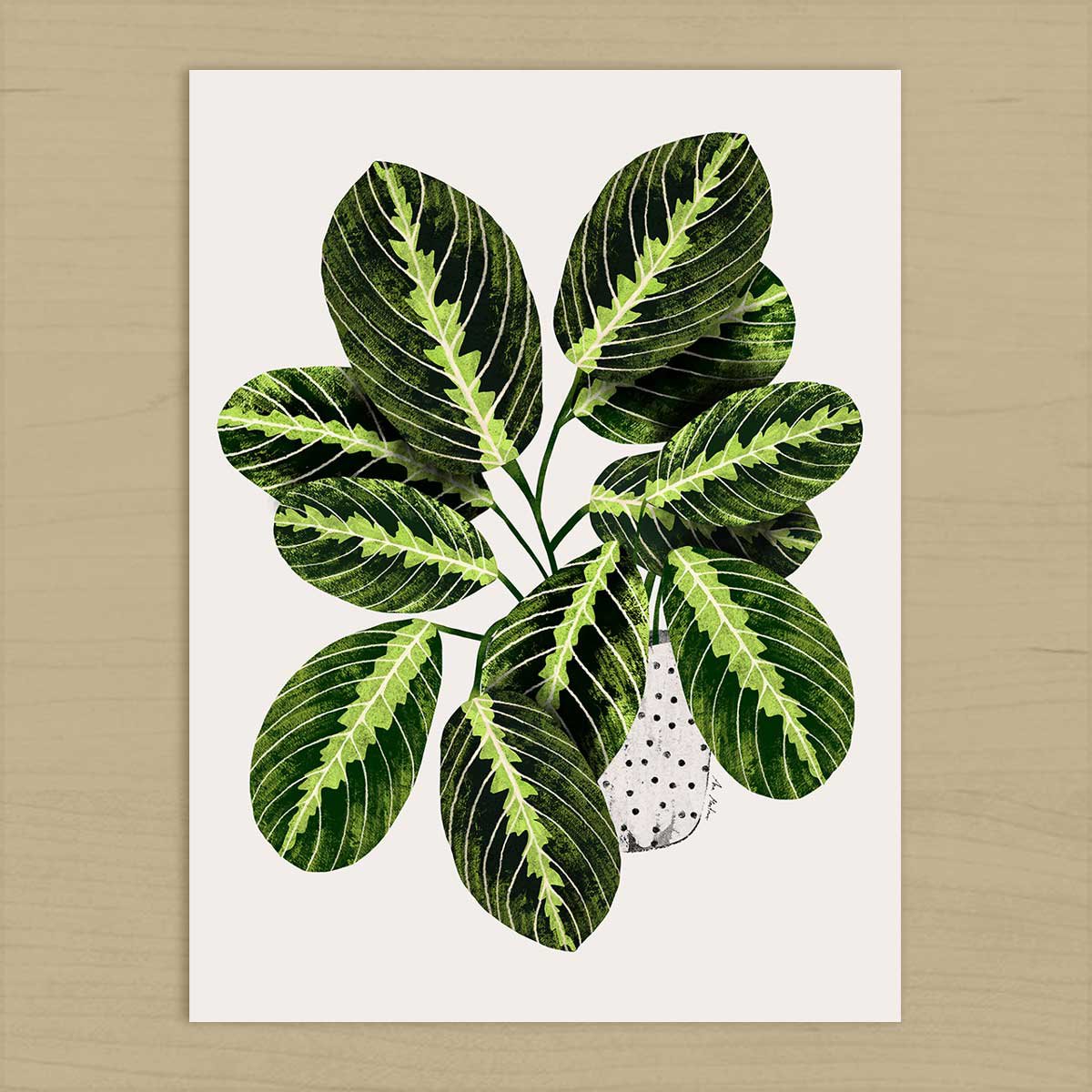 Maranta Plant Art Print
