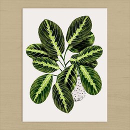 Maranta Plant Art Print