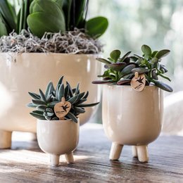 Orquídeas Colibr | Red Phalaenopsis Orchid - Congo + Gummy Pot Trattine - Medida de maceta Ø9cm | Planta de sala de flores en maceta de flores: fresco del productor