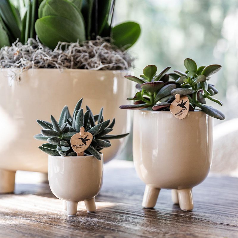 Orquídeas Colibr | Red Phalaenopsis Orchid - Congo + Gummy Pot Trattine - Medida de maceta Ø9cm | Planta de sala de flores en maceta de flores: fresco del productor