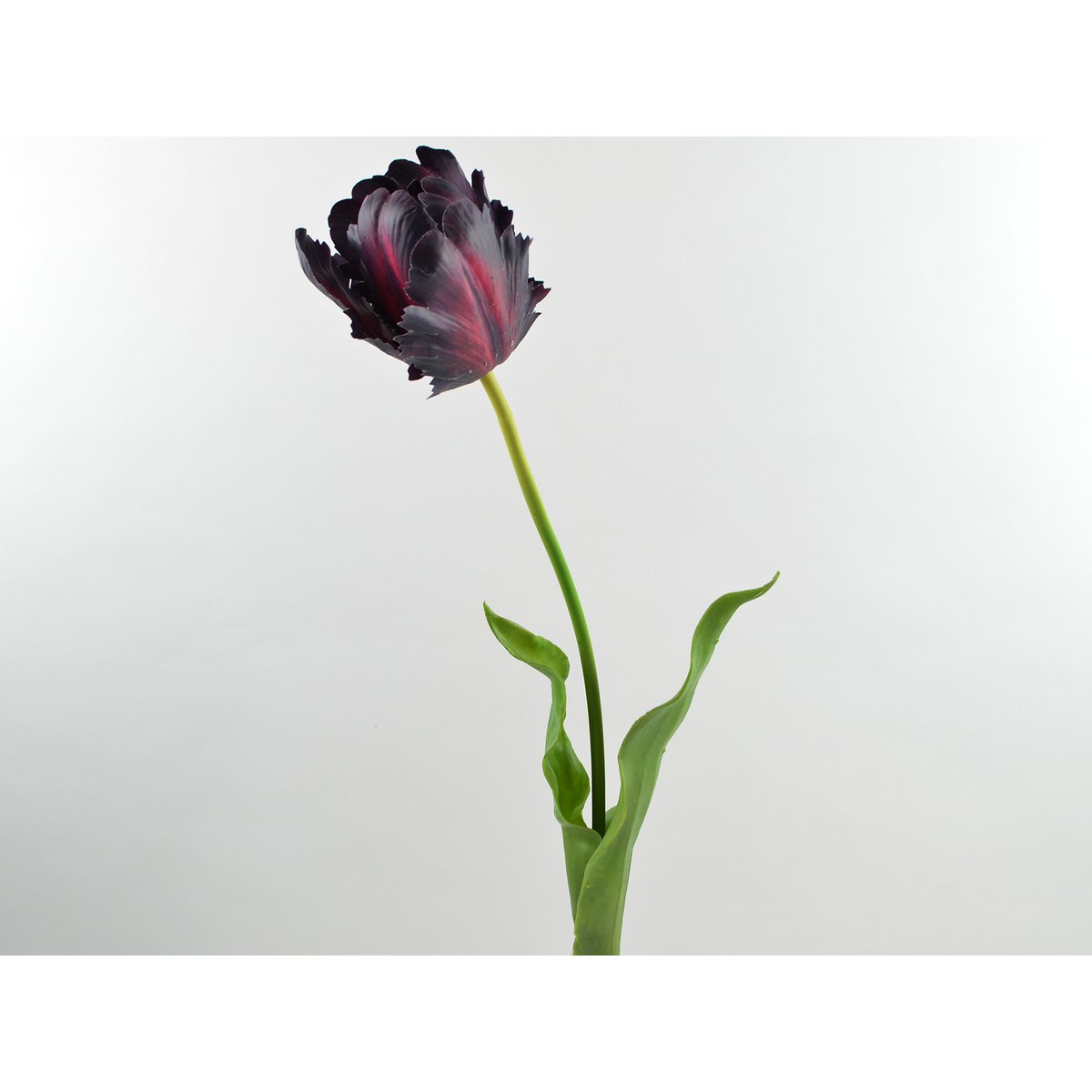 Tulipe, 61cm, violet foncé
