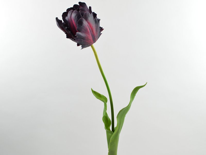 Tulipe, 61cm, violet foncé