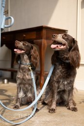 Collare per cani in pelle di lusso con targhetta per il nome - Classico - Azzurro