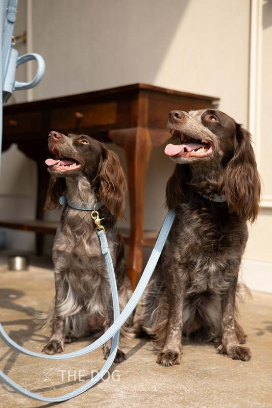 Collare per cani in pelle di lusso con targhetta per il nome - Classico - Azzurro
