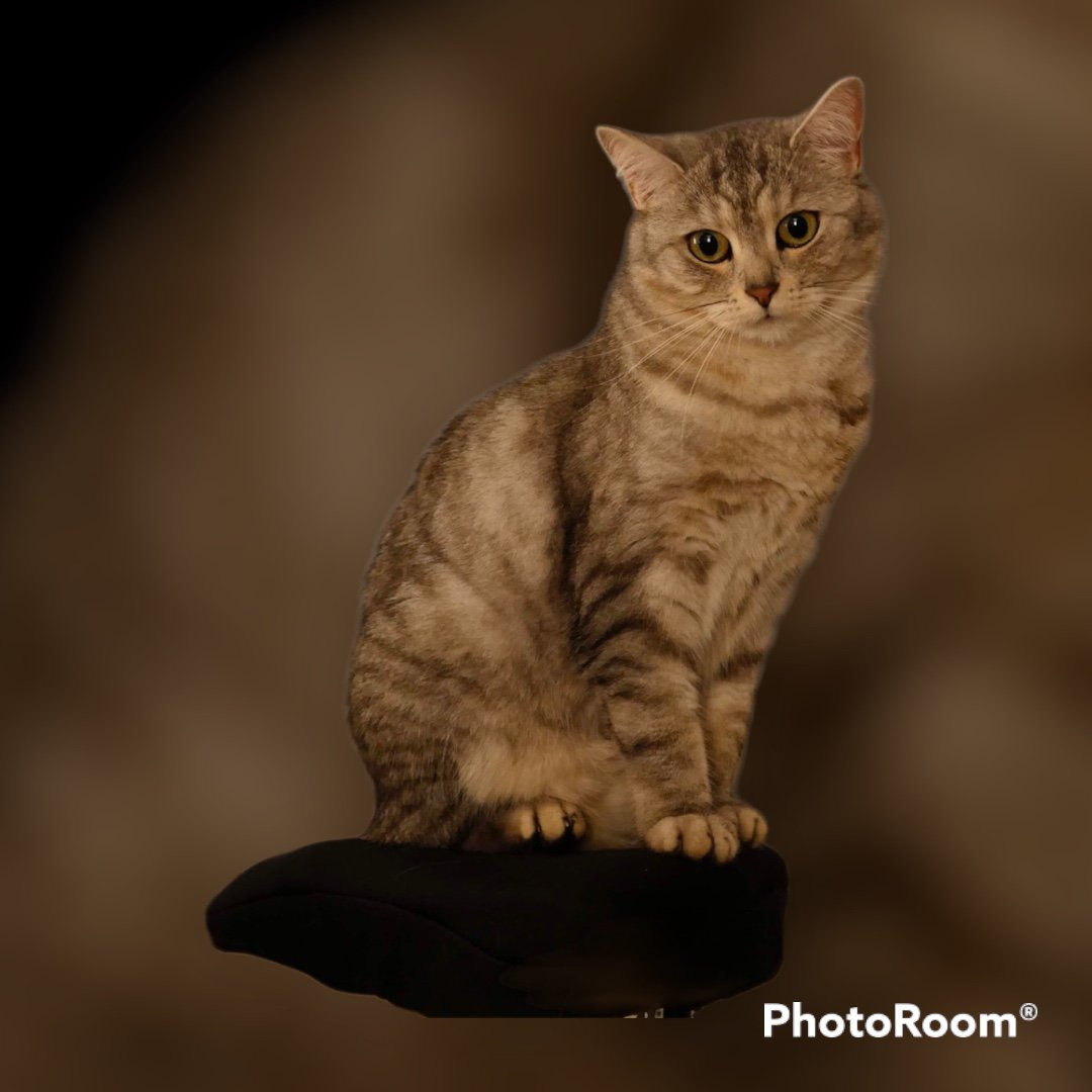 Meow! Bring me Home! Adorable Kitten Candle