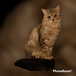 Miaou! Ramène-moi à la maison! Adorable bougie chaton