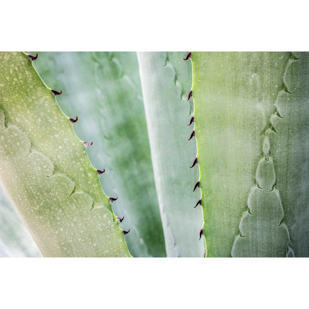 Gel de Aloe Vera Jodi&Moon