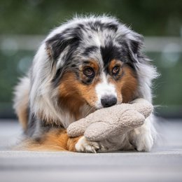 Snufflestar Greige
