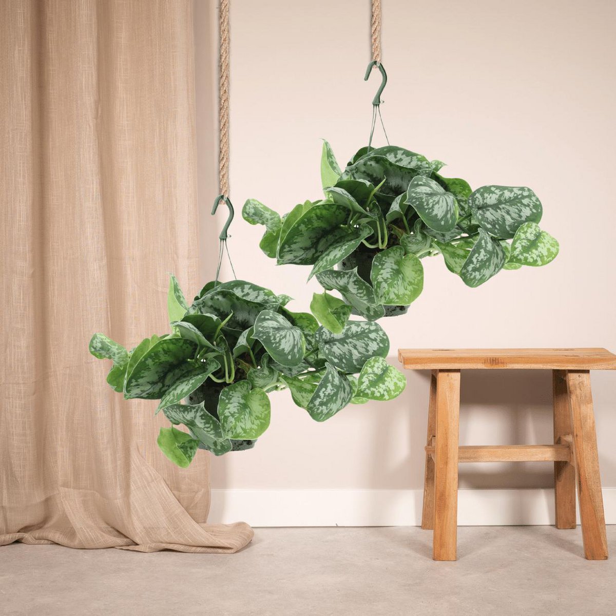 2X SCINDAPSUS picture Trebie - Epipremnum - 25cm - ø15
