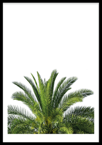 Spitze einer Palme