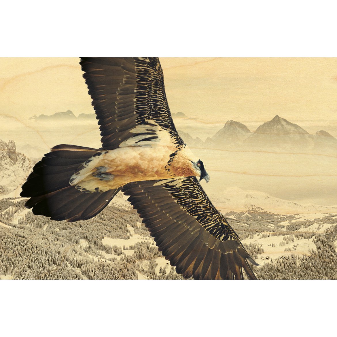 POSTKARTE HOLZ TIERE VÖGEL Bartgeier