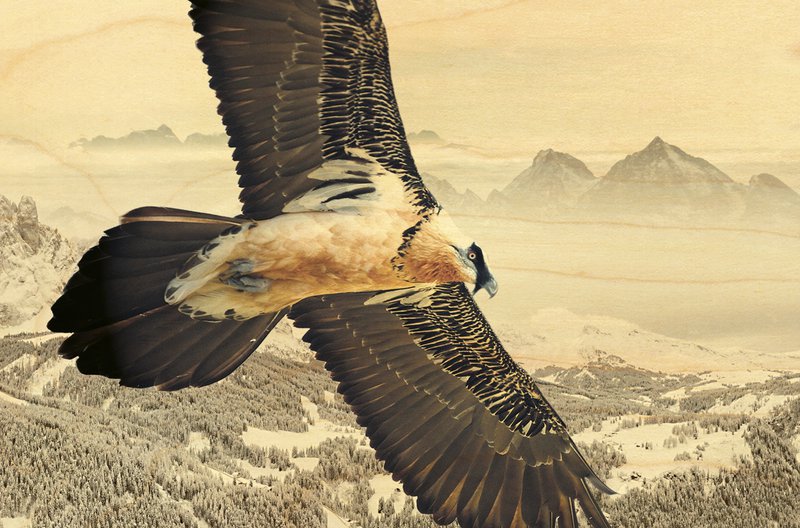 POSTKARTE HOLZ TIERE VÖGEL Bartgeier
