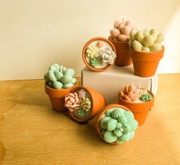 Small succulent candles in various colors and scents, including sandalwood, ocean, fresh linen, bergamot & spices, lavender & vanilla, and peony & blush. The candles are displayed in terracotta pots, some with decorative succulents.