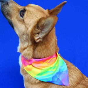 Rainbow bandana dog