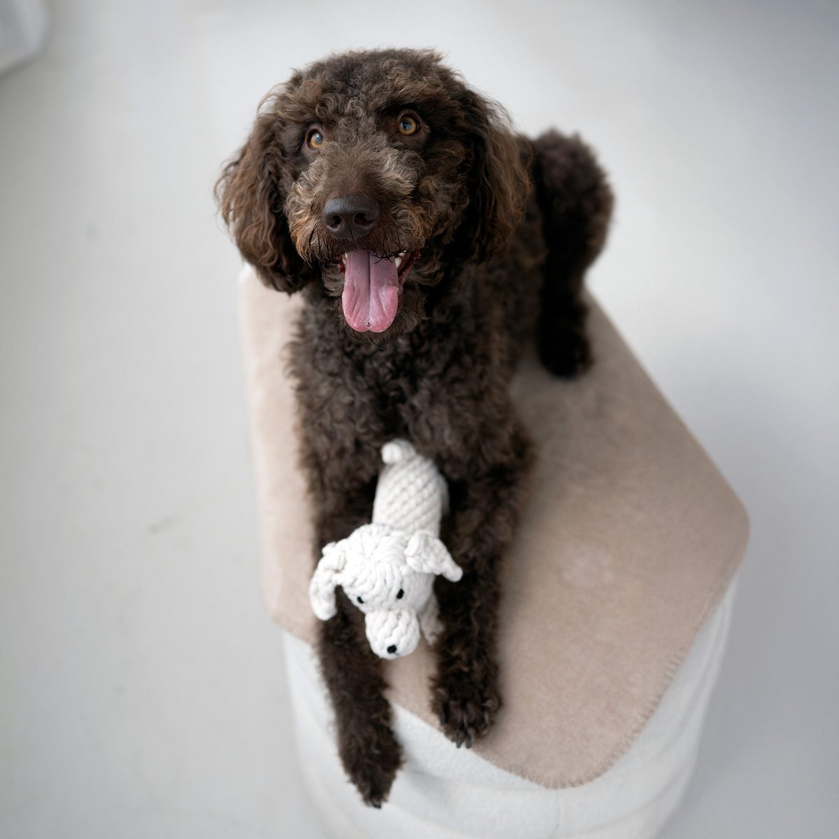 Richie Retriever - giocattolo cult per cani
