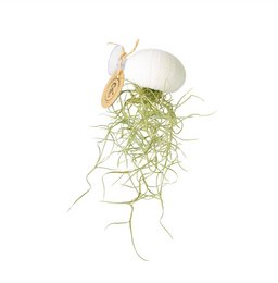 Planta de aire Reg colgante con taza de succión Tillandsia usnoides-blanca