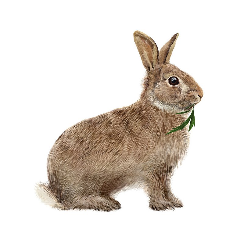 Baby bunny wallsticker