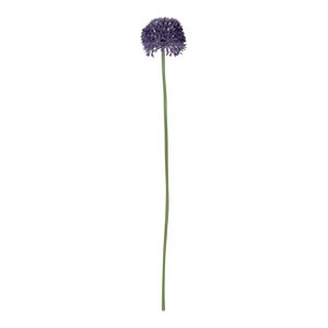 Allium small - Purple - 50cm